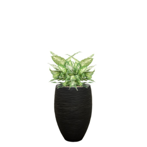 Dieffenbachia in hoge zwarte pot