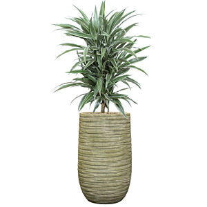 Grijs groene Dracaena in bloempot (4x/jaar water)