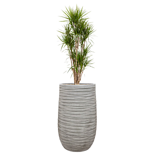 kantoorplant in grijze plantenbak