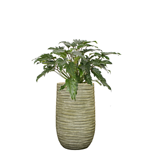 kantoorplant philodendron in groene pot
