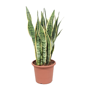 kantoorplant sansevieria