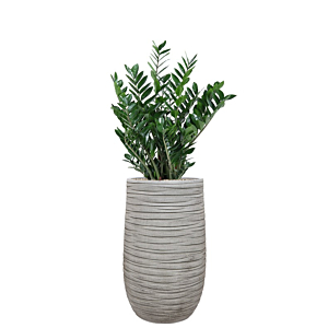 kantoorplant zamio in grijze plantenbak