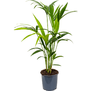 Kentia groene kantoorpalm