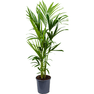 Kentia groene palm 