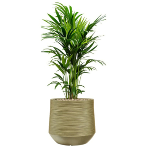 kentia kantoorplant in pot