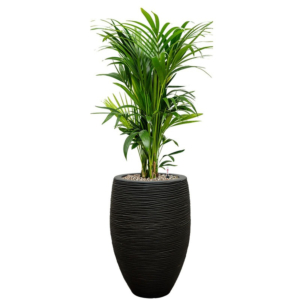 Kentia palm in zwarte pot met waterbuffer