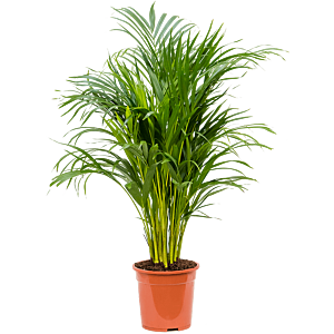 Kleine areca palm