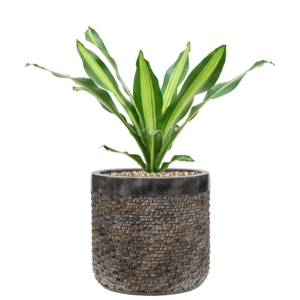 kleine kantoorplant met pot