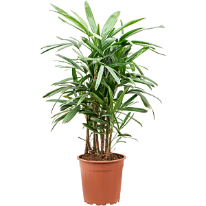 Luchtzuiverende Rhapis excelsa voor kantoor