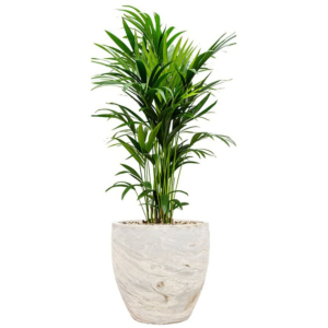 luxe kantoorpalmen in pot palm