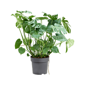 Luxe Monstera kantoorplant