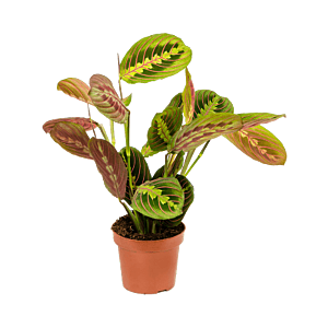 Maranta leuconeura 'Fascinator' - goedkope kamerplant