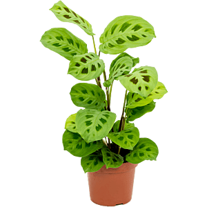 Maranta goedkope kamerplant