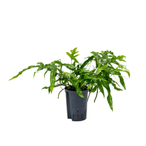Microsorum diversifolium hydrocultuur