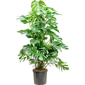 Monstera deliciosa gatenplant