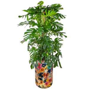 Monstera grote kantoorplant