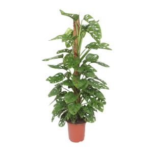 monstera grote kamerplant