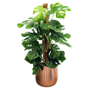 gatenplant in koperkleur pot