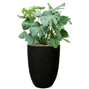 Monstera in capi pot goud