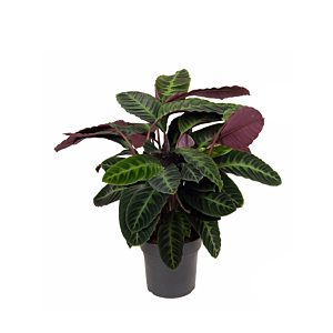 Mooie Calathea Warscewiczii