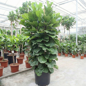 mooie grote ficus Lyrata plant