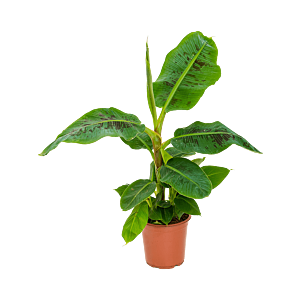 Musa Dwarf Cavendish bananenplant