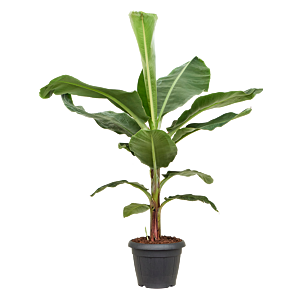 Musa Dwarf Cavendish grote bananenplant