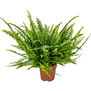 Nephrolepis varen, goedkope kamerplant