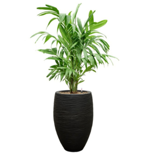 palm in capi rib pot zwart