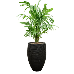 palm in capi rib pot zwart