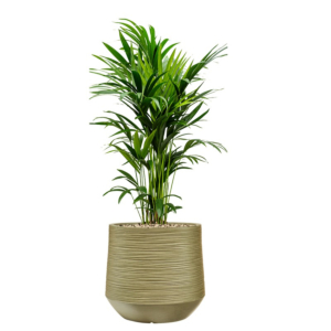 kentia kantoorplant in pot