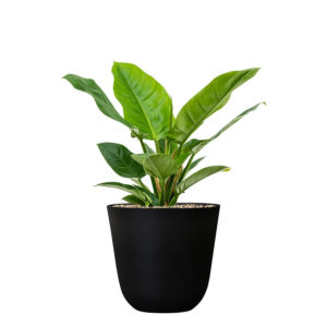 philodendron kantoorplant pakket