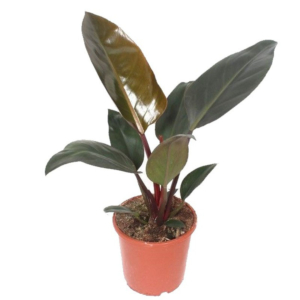 Philodendron Congo Red
