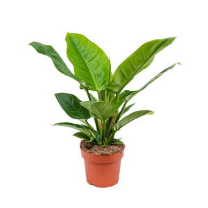 philodendron groot blad