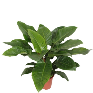 grote philodendron