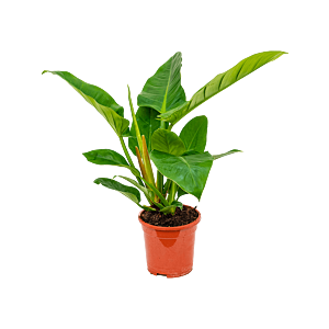 Philodendron Imperial Green groene kamerplant
