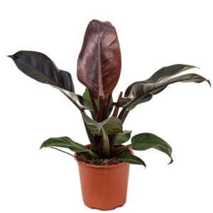 Philodendron Imperial Red mooie plant