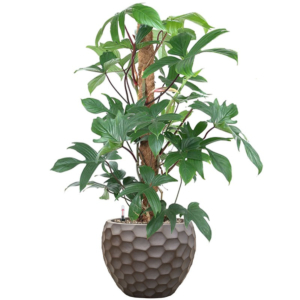 Philodendron pedatum