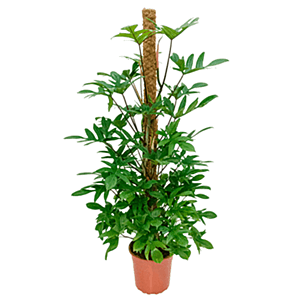 Philodendron Pedatum met speels blad