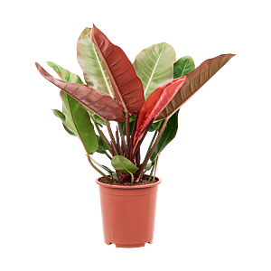 Philodendron Prince of Orange herfstkleur