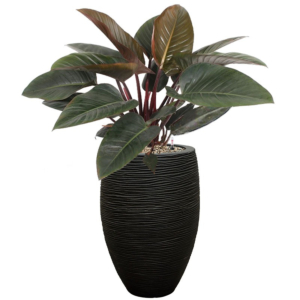 Philodendron in pot met watersysteem