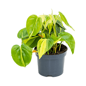 Philodendron scandens Brasil, goedkope kamerplant