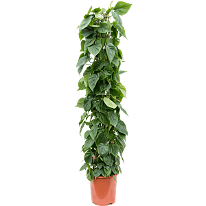 Philodendron Scandens slanke plant werkruimte