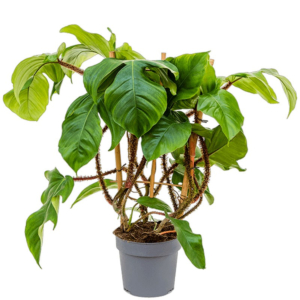 Philodendron squamiferum
