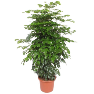 Radermachera hainanensis groene plant