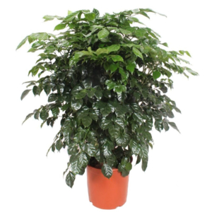 Radermachera hainanensis