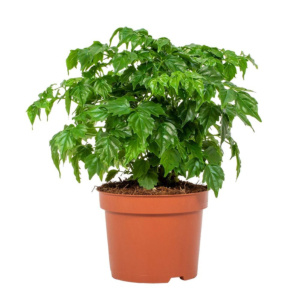 Radermachera sinica, goedkope kamerplant