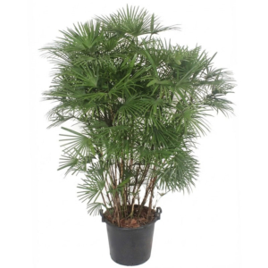 Rhapis Humilis