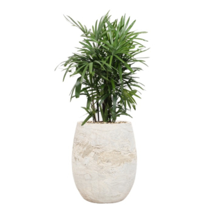 witte bloempot met schaduwplant rhapis
