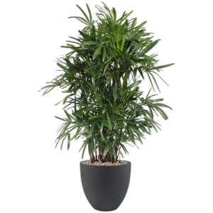 Rhapis palm in zwarte pot